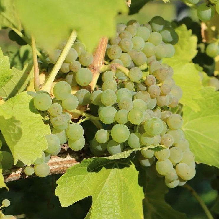 Vinič hroznorodý Bianca strapec plody biely vinič biele hrozno