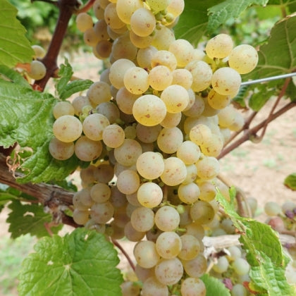Vinič hroznorodý Donauriesling