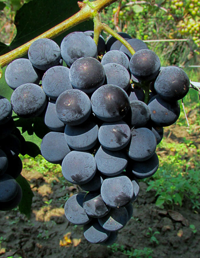 Vinič hroznorodý Japonská Isabella detail plody