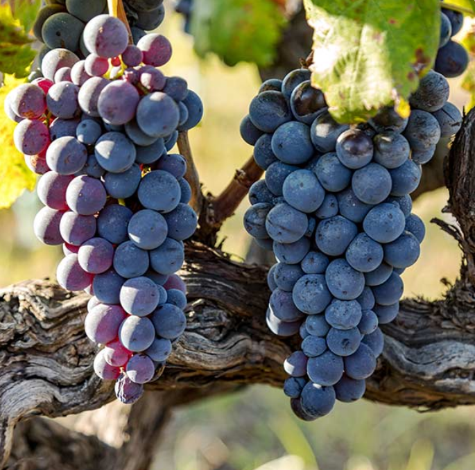 Vinič hroznorodý Jupiter detail plody