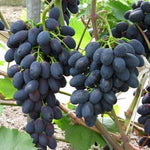 Vinič hroznorodý Moldova strapec plody vinič červený hrozno červené