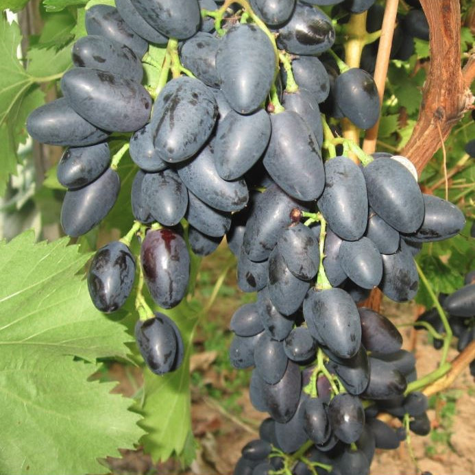 Vinič hroznorodý Nadežda Azos plody strapec vinič červený hrozno červené