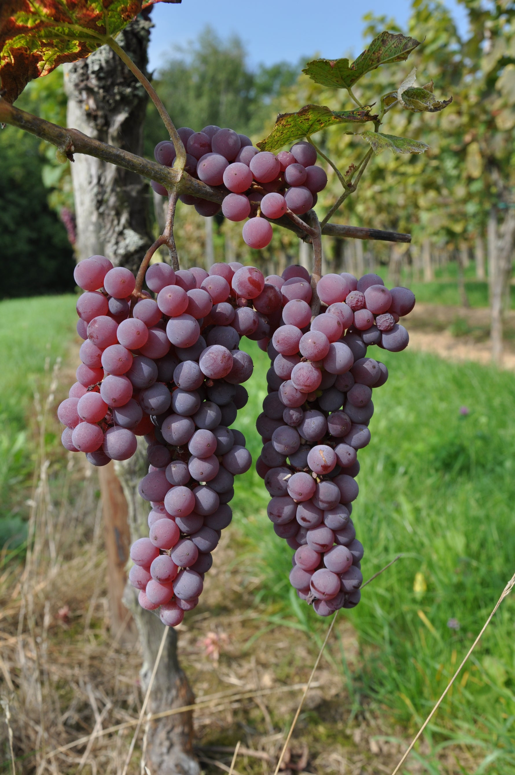 Vinič hroznorodý New York plody detail