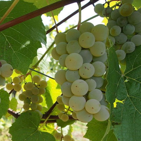 Vinič hroznorodý Othello biele plody strapec vinič biely hrozno