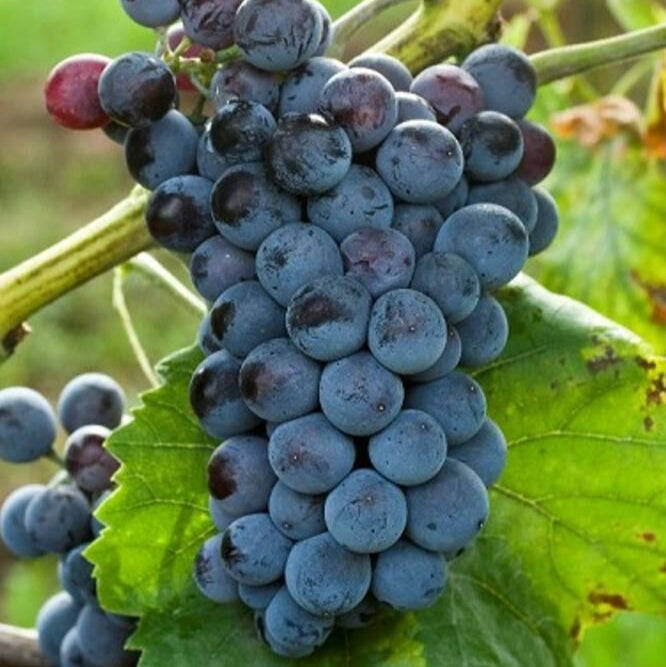 Vinič hroznorodý Othello červené strapec hrozno plody vinič červený