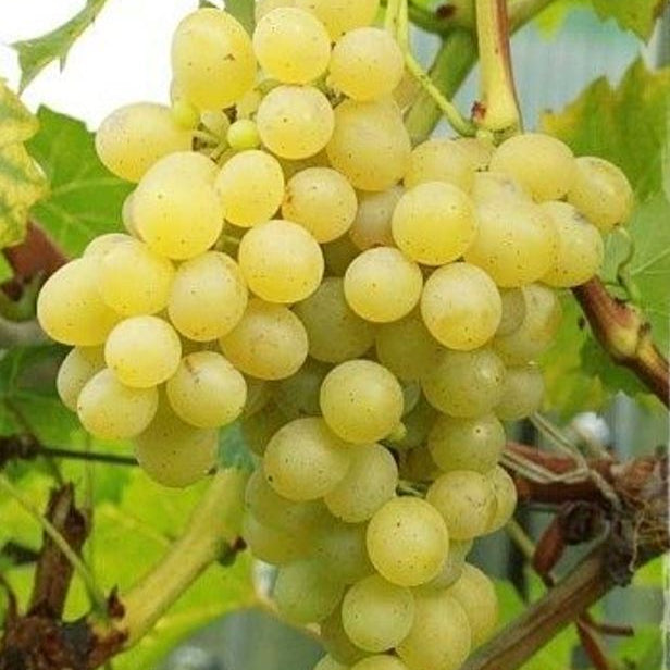 Vinič hroznorodý Prim (Palatina) plody strapec biely vinič