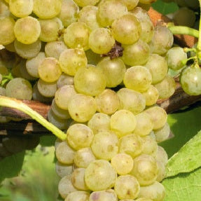 Vinič hroznorodý Solaris plody strapec biely vinič