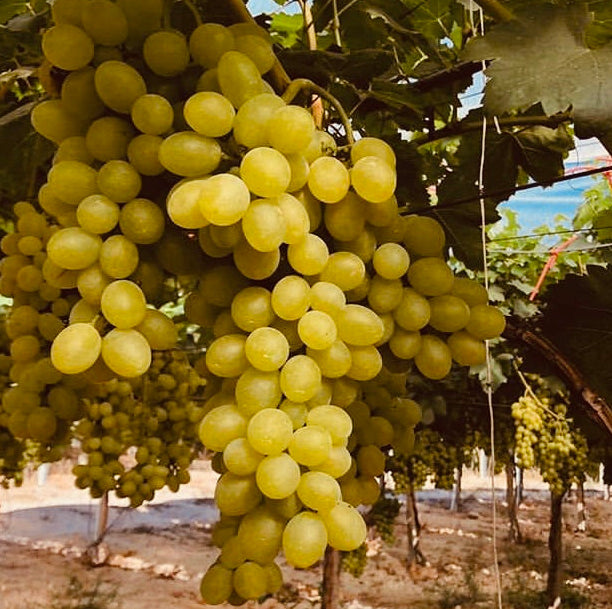 Vinič hroznorodý Viktória detail plody