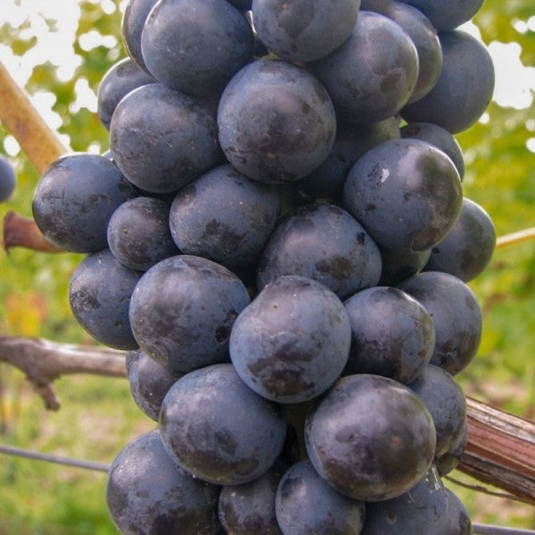Vinič hroznorodý Zilga bobule detail