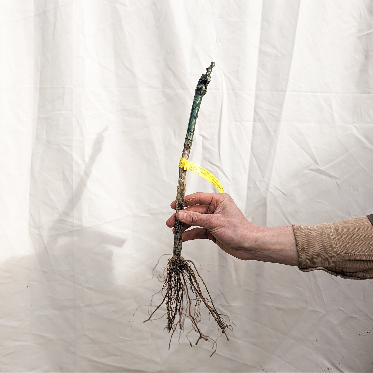 Vinič hroznorodý Solaris