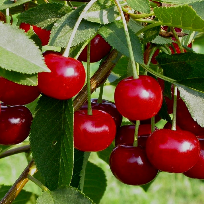 višňa Erdi Botermo červené plody