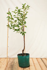 OSVERDBSKAP21 višňa Erdi Botermo airpot strom