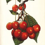 višňa Kráľovná hortenzia Prunus cerasus červené plody