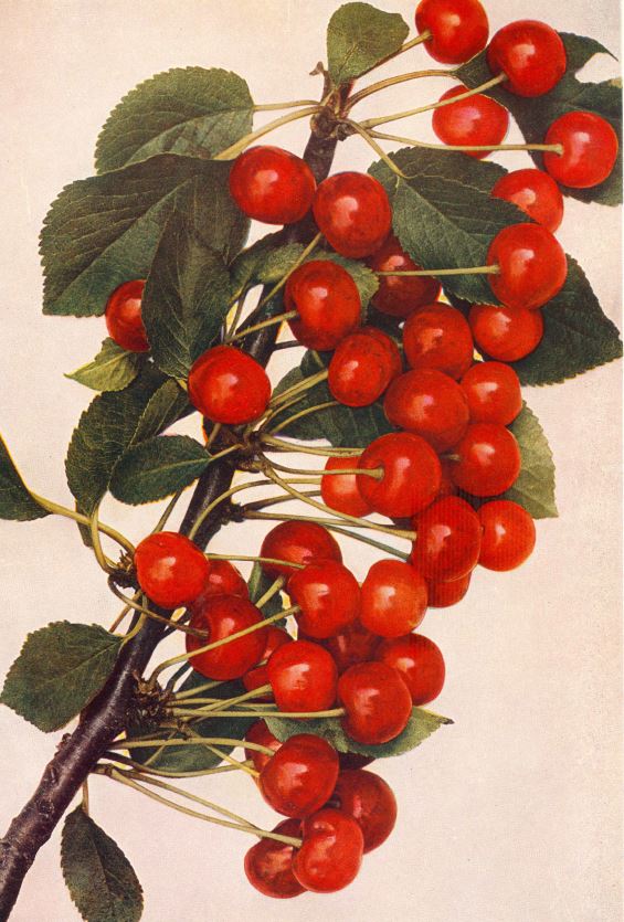 višňa Amarelka kráľovská detail plody