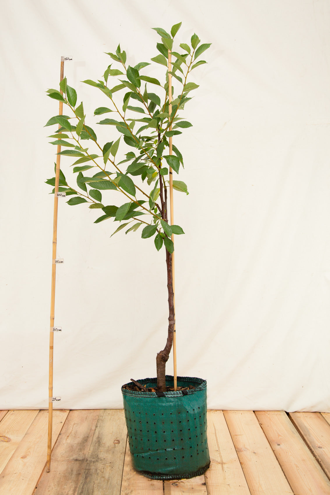 višňa Kráľovná hortenzia aipot 	
OSVKRAHSKAP21