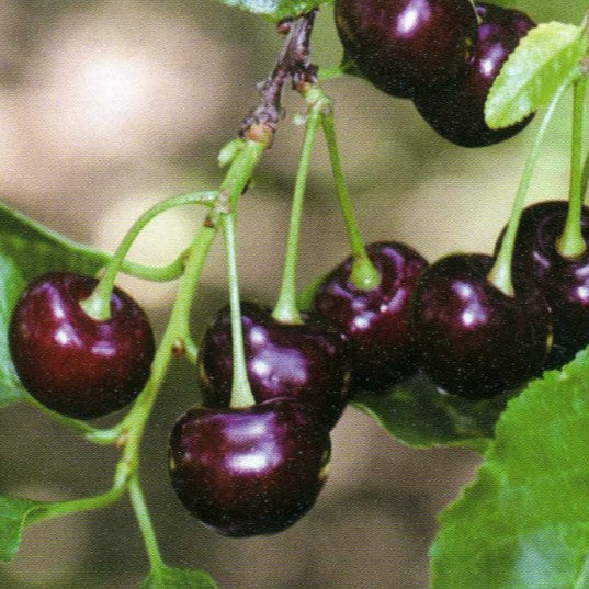 Višňa Záhoráčka plody detail