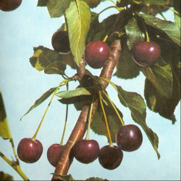 Višňa Záhoráčka plody detail