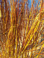 vrba biela salix alba LSVBIEHS hrotiak voľnokorenný