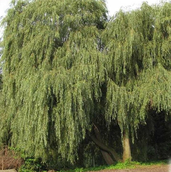 vrba biela salix alba LSVBIE