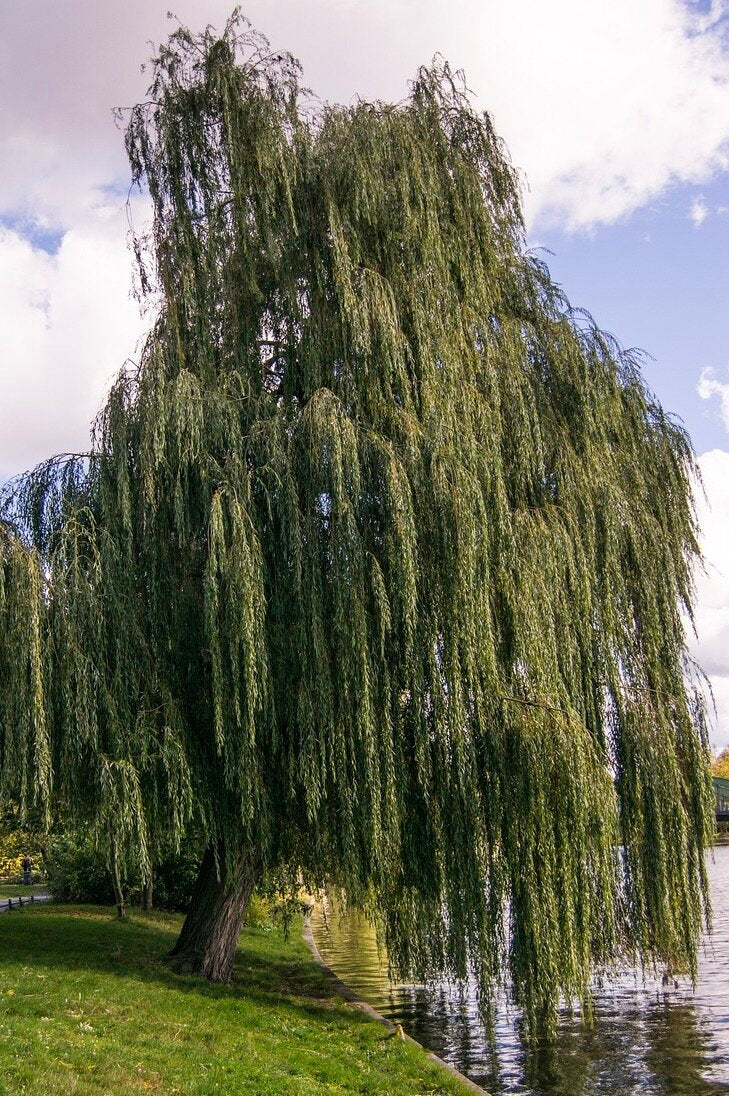 vrba biela salix alba LSVBIE strom