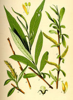 vrba biela salix alba LSVBIE ilustrácia