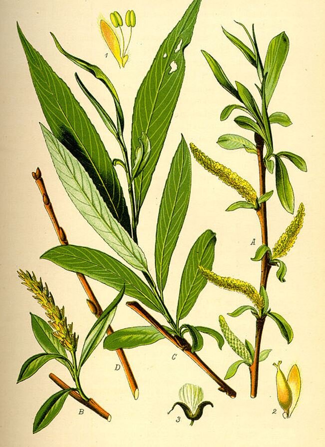 vrba biela salix alba LSVBIE ilustrácia