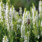 Yzop lekársky Albus biele kvety 	
OTYZLEKALK