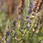 Yzop lekársky bylinky OTYZLEKK