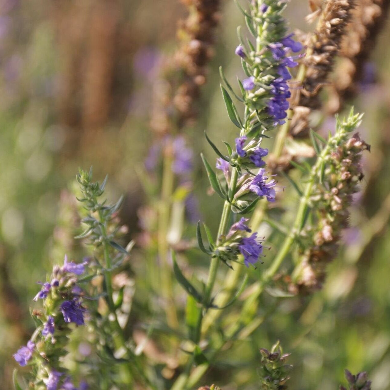 Yzop lekársky bylinky OTYZLEKK