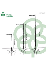 základné tvary hrotiaky 