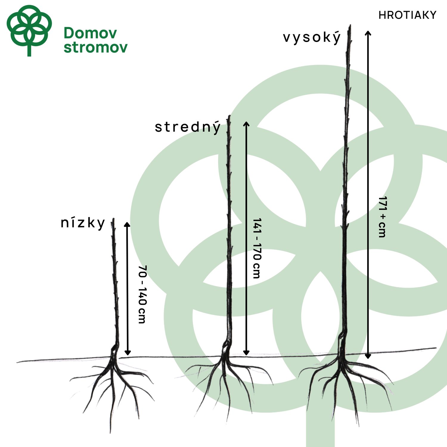 Orech kráľovský Seifersdorfský