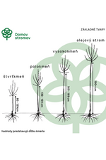 základné tvary kmenné 