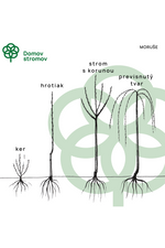 základné tvary moruše