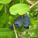 zemolez kamčatský Jugana Lonicera kamtschatica plody OKZKJUGK