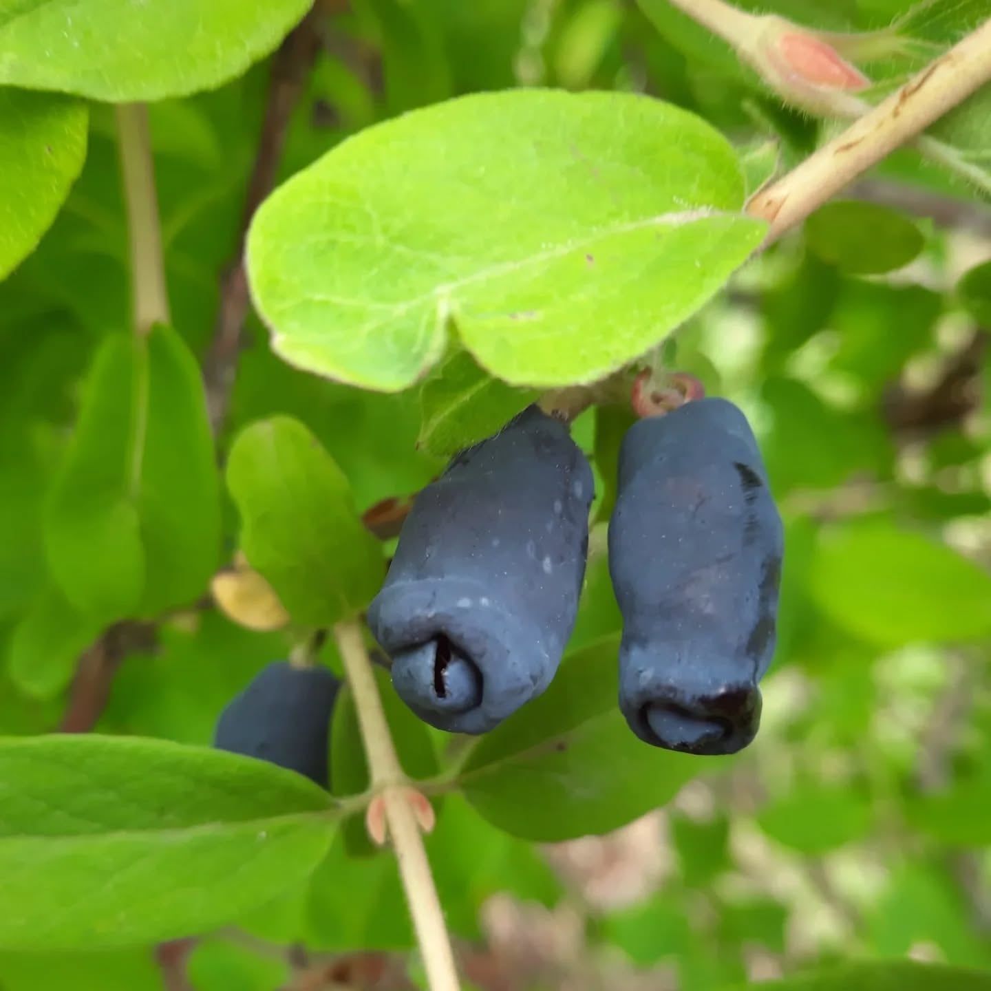 zemolez kamčatský Jugana Lonicera kamtschatica plody OKZKJUGK