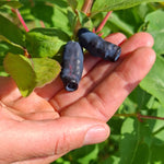 zemolez kamčatský Jugana Lonicera kamtschatica plody OKZKJUGK