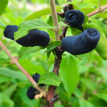 zemolez kamčatský Jugana Lonicera kamtschatica plody OKZKJUGK