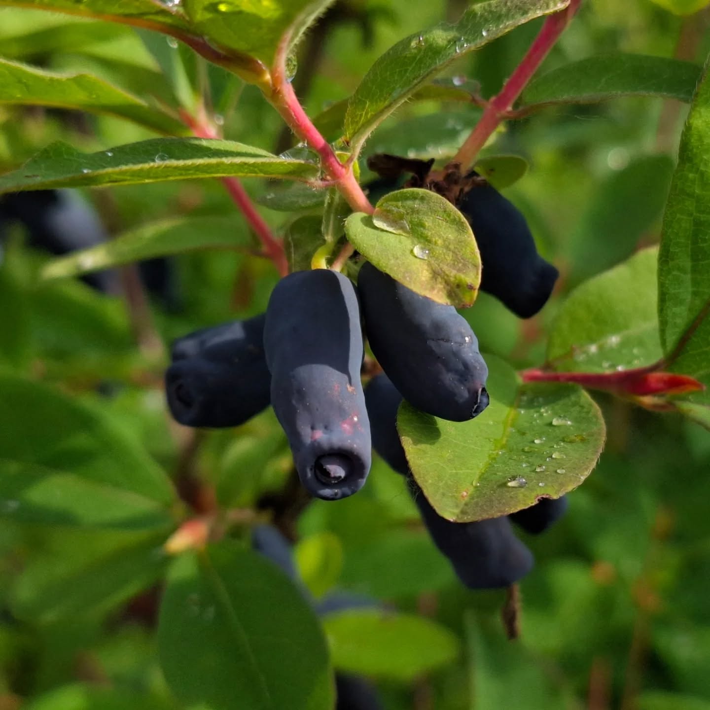 zemolez kamčatský Jugana Lonicera kamtschatica plody  OKZKJUGK