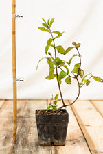 zemolez kamčatský Strawberry Sensation Lonicera kamtschatica  	
OKZKSTRSKkontajner