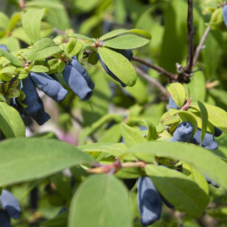 zemolez kamcatsky blue banana lonicera kamtschatica plody OKZKBLUBANK