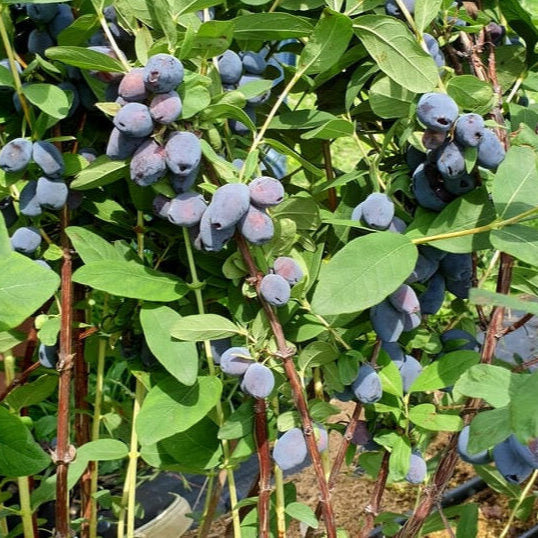 Zemolez kamčatský Blue Treasure plody Lonicera kamtschatica 	
OKZKBLUTREK