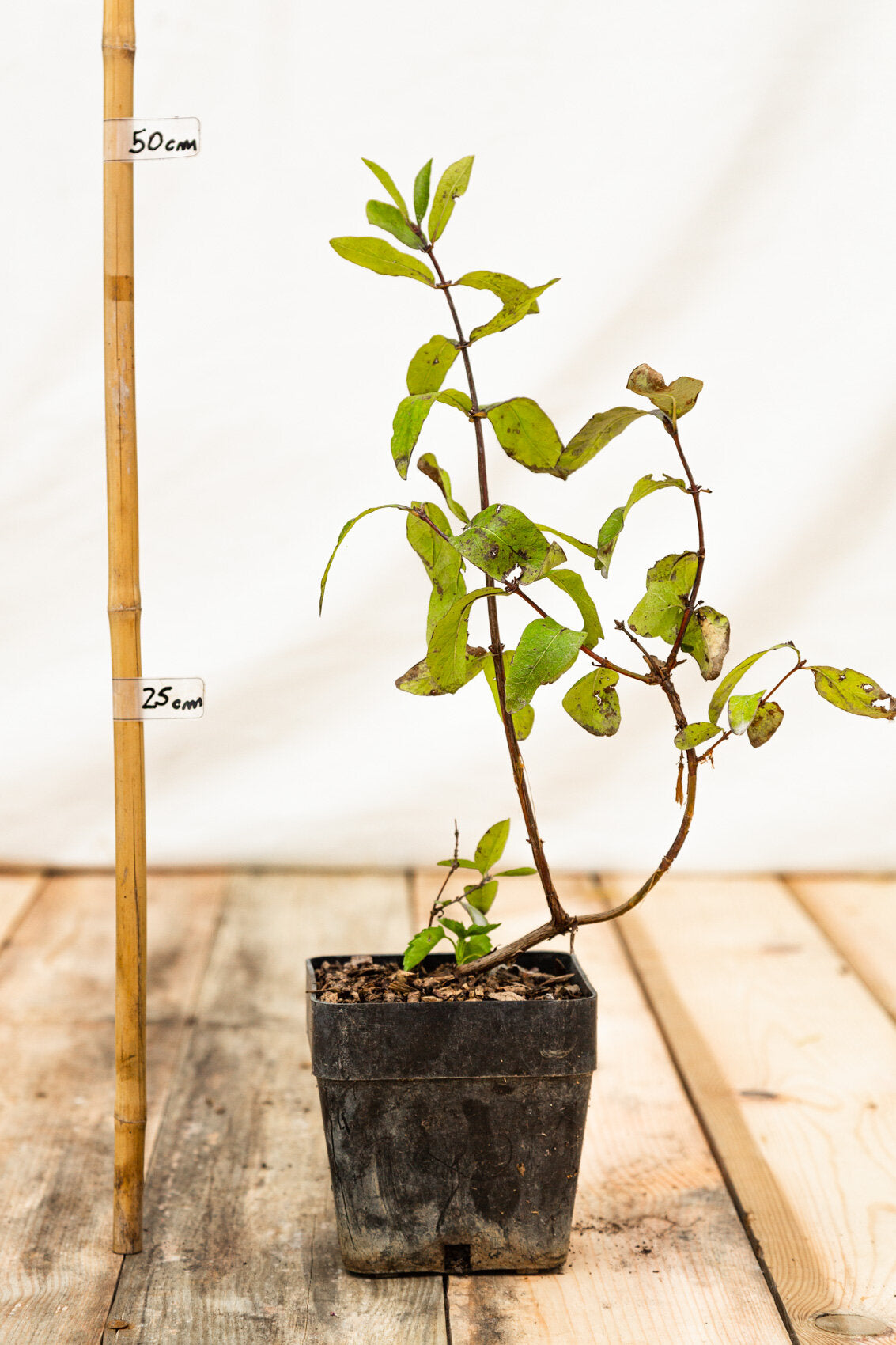 Zemolez kamčatský Boreal Beauty plody lonicera kamtschatica kontajner OKZKBORBEAK
