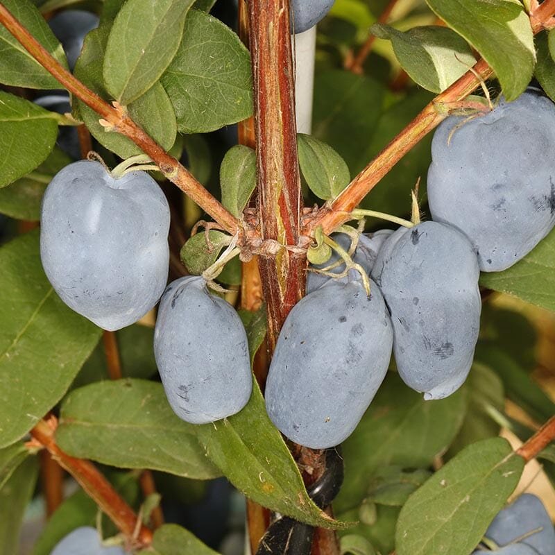Zemolez kamčatský Boreal Beauty plody lonicera kamtschatica plody OKZKBORBEAK