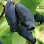 Zemolez kamčatský Boreal Blizzard lonicera kamtschatica plody 	
OKZKBORBLIK