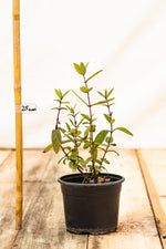 Zemolez kamčatský Boreal Blizzard Lonicera kamtschatica v kontajneri  	
OKZKBORBLIK