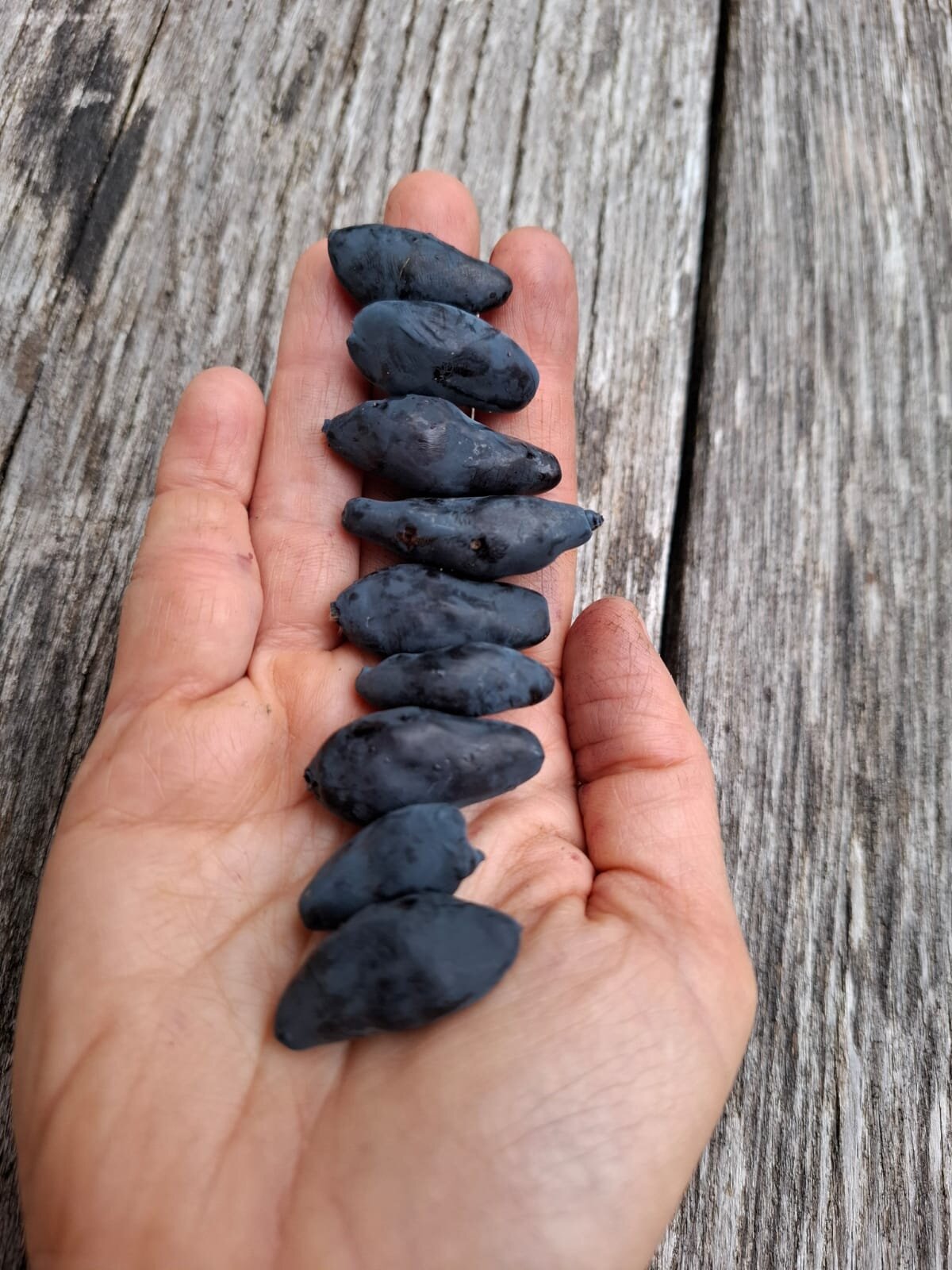 Zemolez kamčatský Boreal Blizzard lonicera kamtschatica veľké plody v dlani  	
OKZKBORBLIK