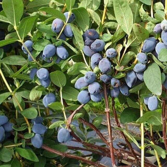 Zemolez kamčatský Giant‘s Heart Lonicera kamtschatica OKZKGIAHK