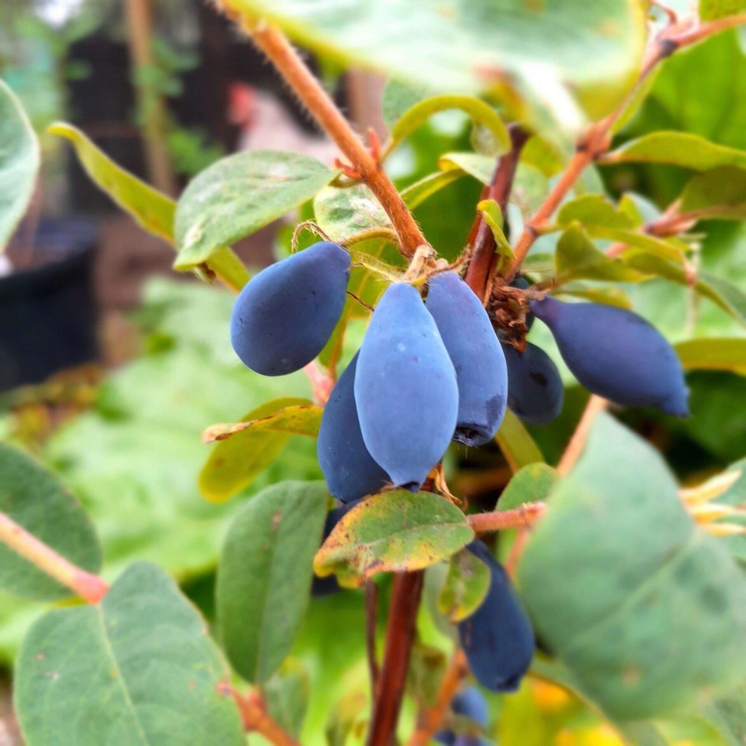zemolez kamčatský Sinij Utes plody Lonicera kamtschatica 	
OKZKSINUTEK