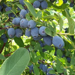 zemolez kamčatský Strawberry Sensation Lonicera kamtschatica 	
OKZKSTRSK