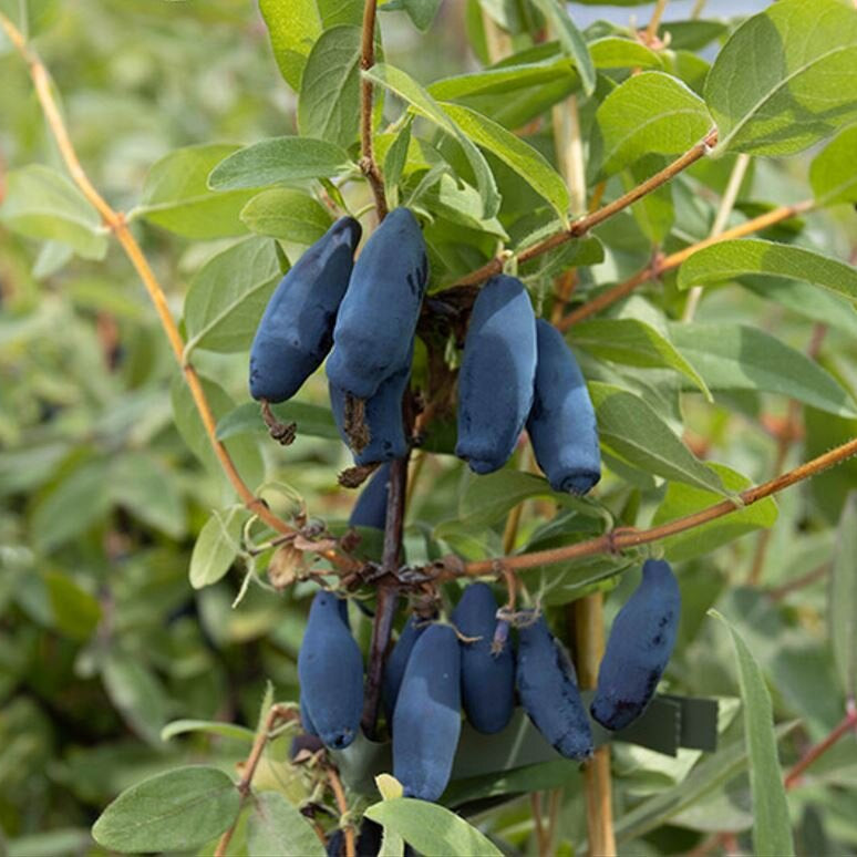 Zemolez kamčatský Vostorg lonicera kamtschatica OKZKVOSK